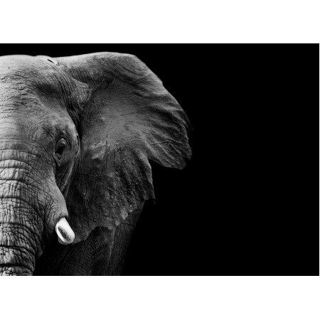 Photo Poster Print - Elephant